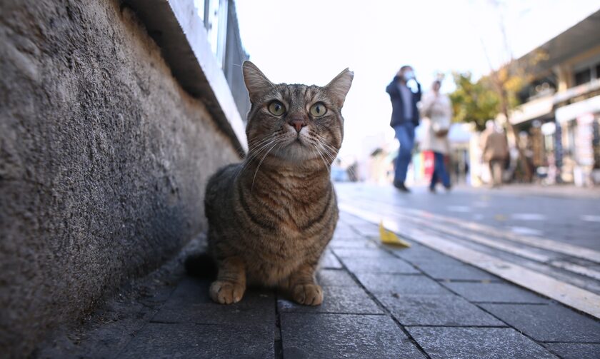 Θεσσαλονίκη: Ελεύθερος ο 64χρονος που κλώτσησε την αδέσποτη γάτα