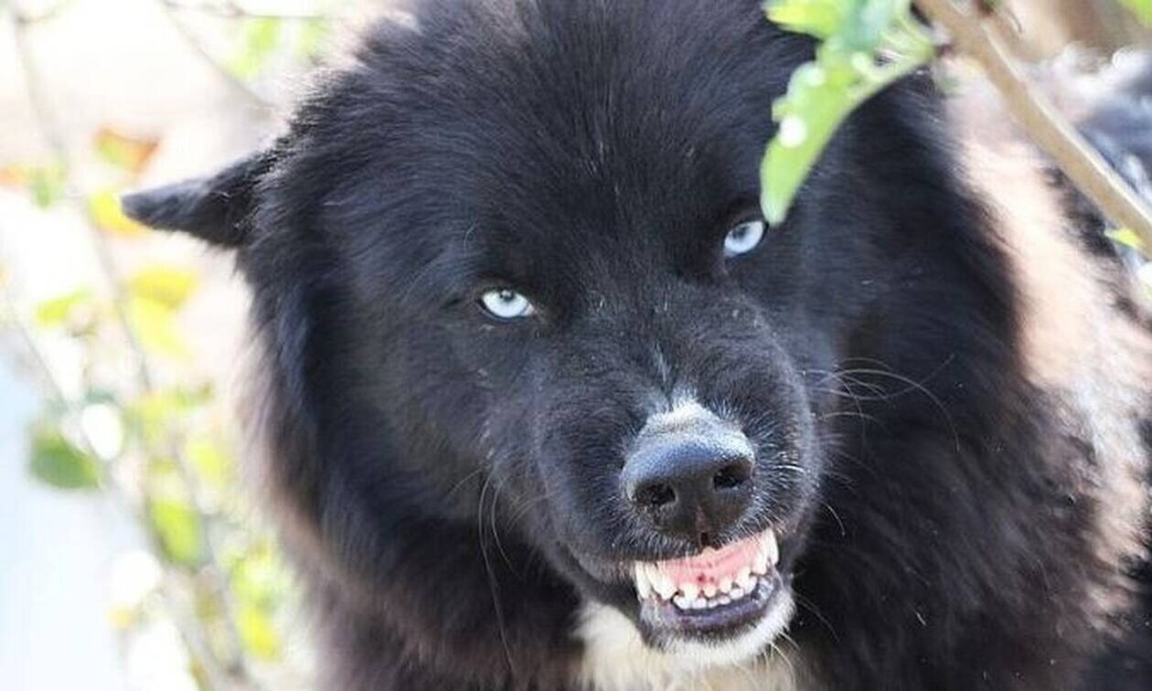 Ρεπορτάζ Newbsomb.gr: Κίνδυνος-θάνατος οι ανεξέλεγκτες αγέλες σκυλιών - 60.000 ζώα στα βουνά