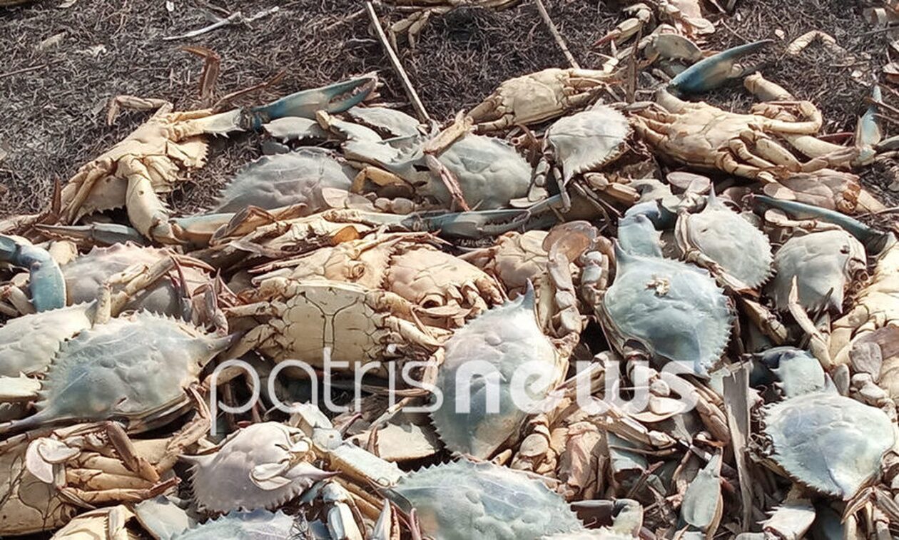 Ηλεία: Χιλιάδες νεκρά καβούρια στη λιμνοθάλασσα Κοτυχίου