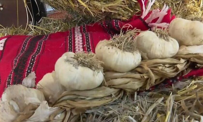 Γιατί ιαπωνικός κολοσσός ενδιαφέρεται για σκόρδα από τον Πλατύκαμπο Λάρισας