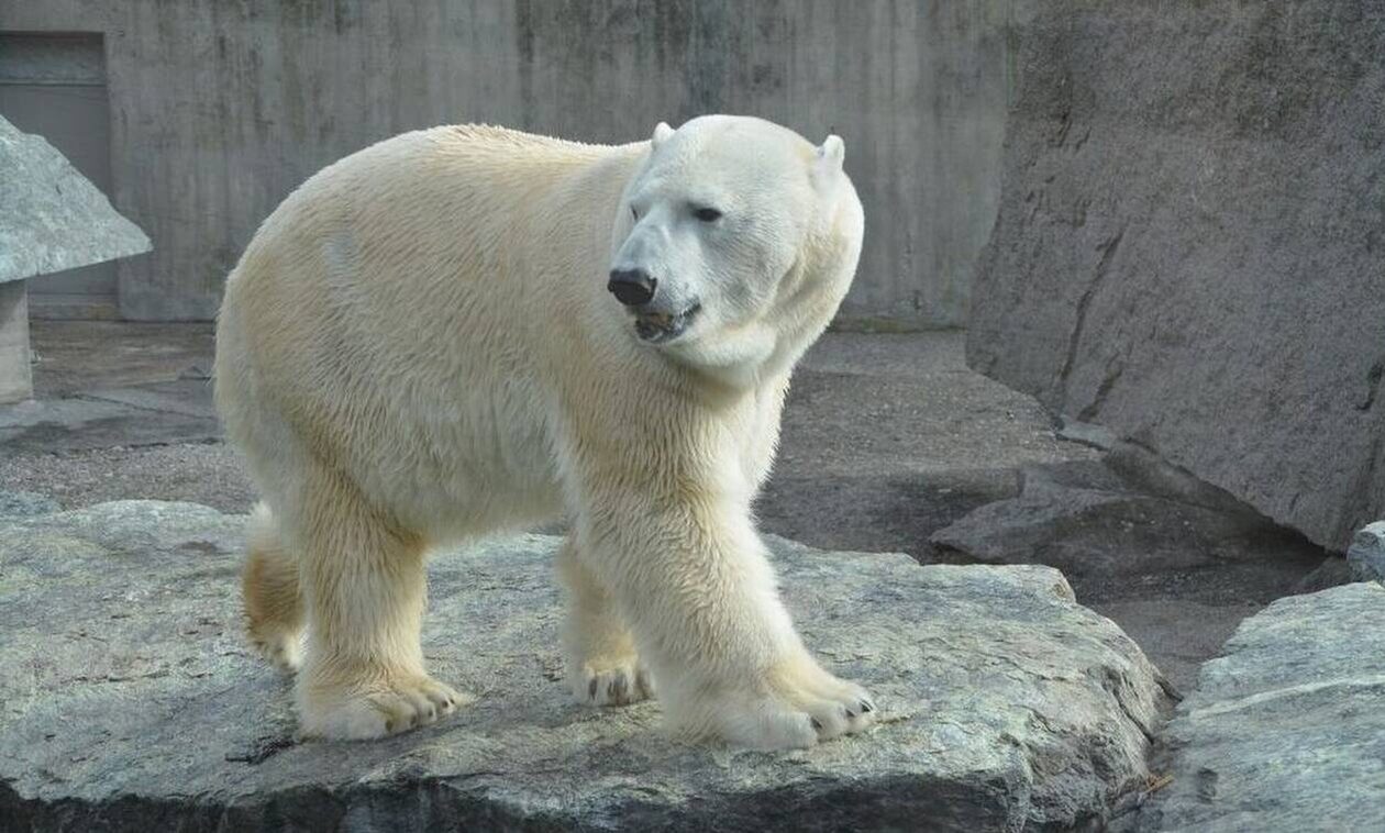 Πολική αρκούδα σκοτώθηκε από ηλεκτροπληξία μέσα στον ζωολογικό κήπο της Κοπεγχάγης