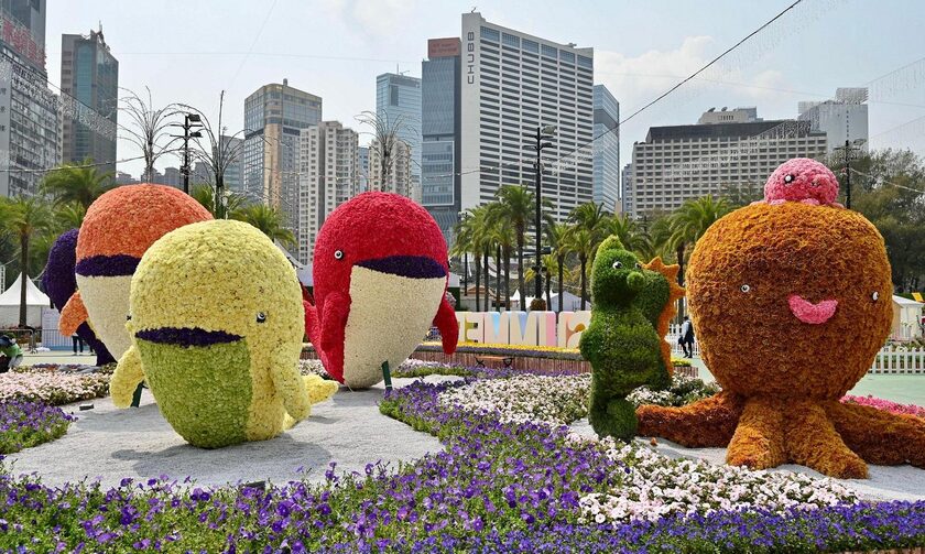 Η ορτανσία «πρωταγωνιστεί» στη φετινή ανθοέκθεση του Χονγκ Κονγκ