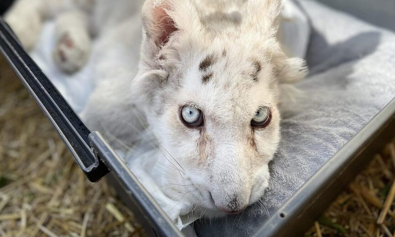 Παρέμβαση εισαγγελέα για το λευκό τιγράκι που βρέθηκε σε κάδο έξω από το Αττικό Ζωολογικό Πάρκο