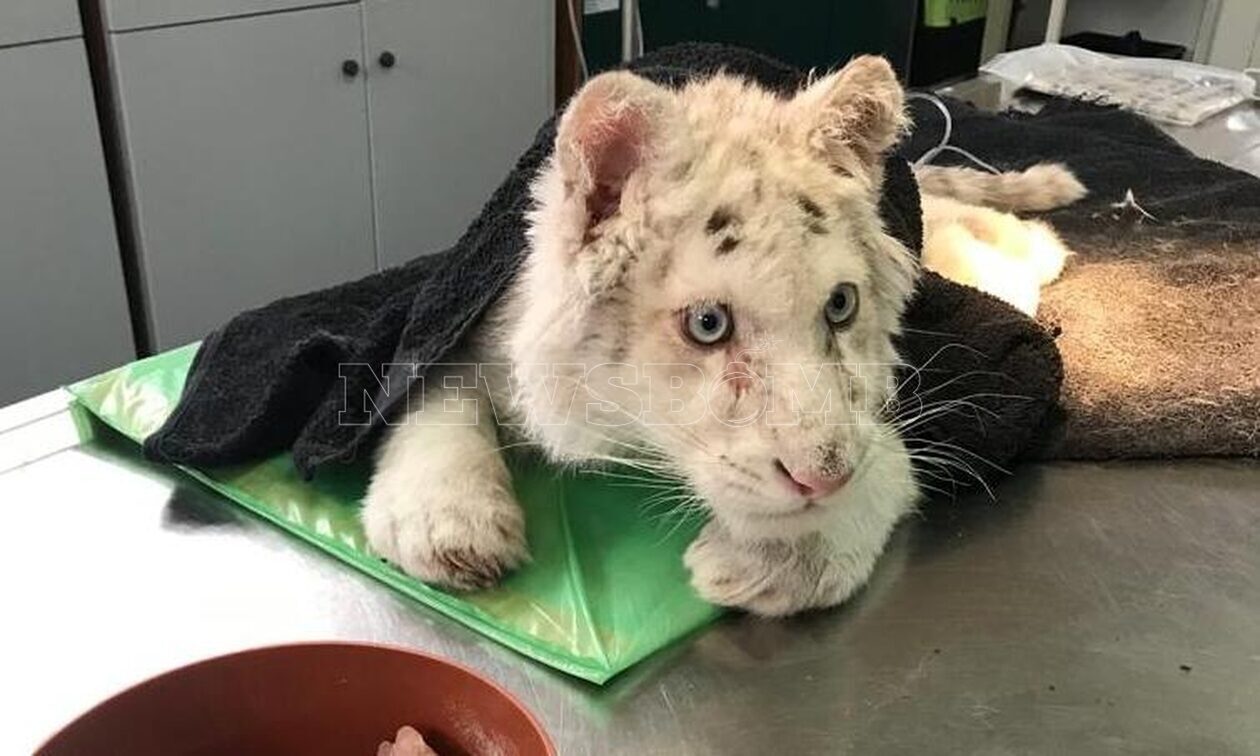 Λευκό τιγράκι: Παρέμβαση εισαγγελέα για το άγριο ζώο που βρέθηκε σε κάδο έξω από το Αττικό Πάρκο
