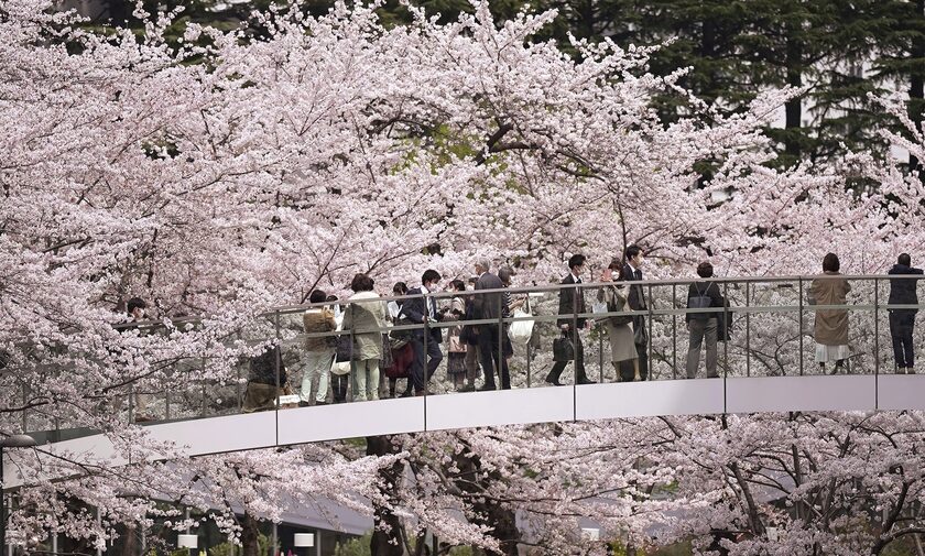 Oι κερασιές άνθισαν και φέτος νωρίτερα στην Ιαπωνία