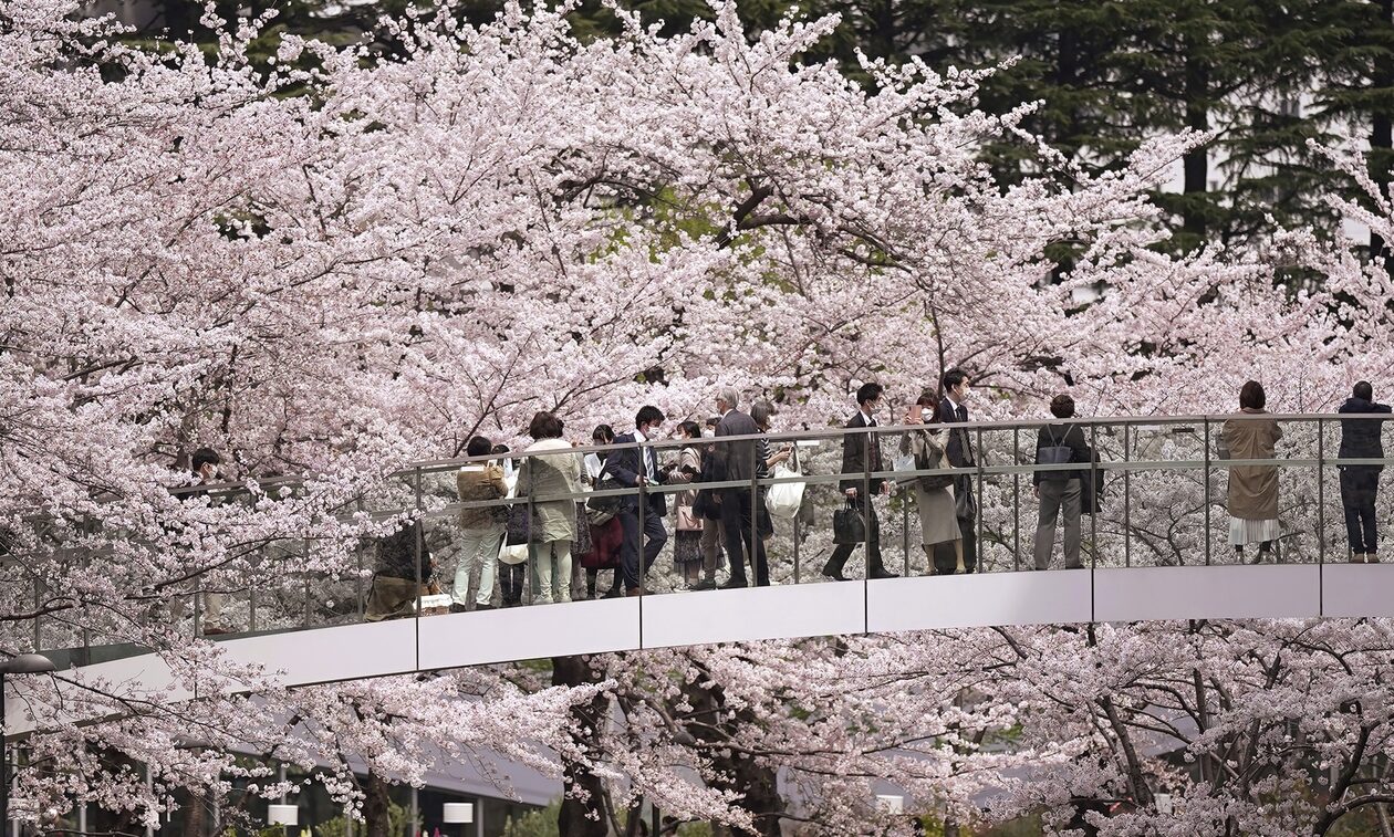 Ιαπωνία: Oι κερασιές «έφεραν» και πάλι νωρίτερα φέτος την άνοιξη - Φαντασμαγορία χρωμάτων