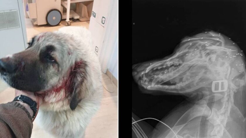 Αδιανόητο περιστατικό στην Κρήτη: Πυροβόλησε στο κεφάλι σκύλο που έπαιζε με παιδιά