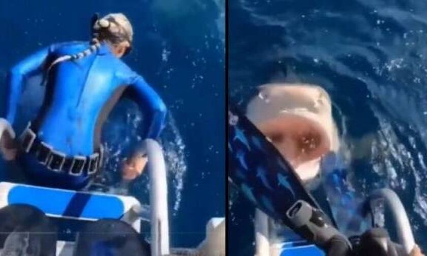 Γυναίκα δύτης ετοιμάζεται να βουτήξει, αλλά τελευταία στιγμή βλέπει καρχαρία με ανοιχτό το στόμα