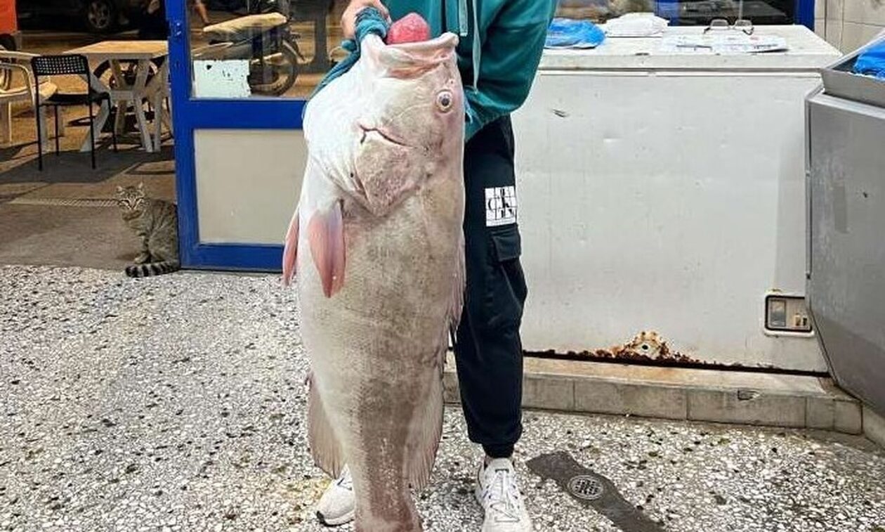 Σφυρίδα 24 κιλά ψαρεύτηκε μεταξύ Σκορπιού και Μεγανησίου