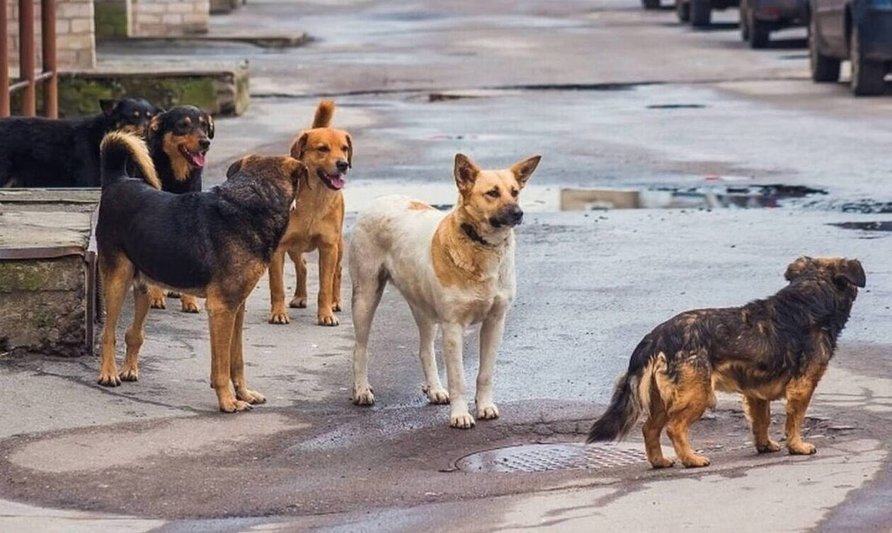 Ιερισσός: «Μάστιγα» τα αδέσποτα σκυλιά - Συνεχείς επιθέσεις κατά κατοίκων που ζουν με τον φόβο
