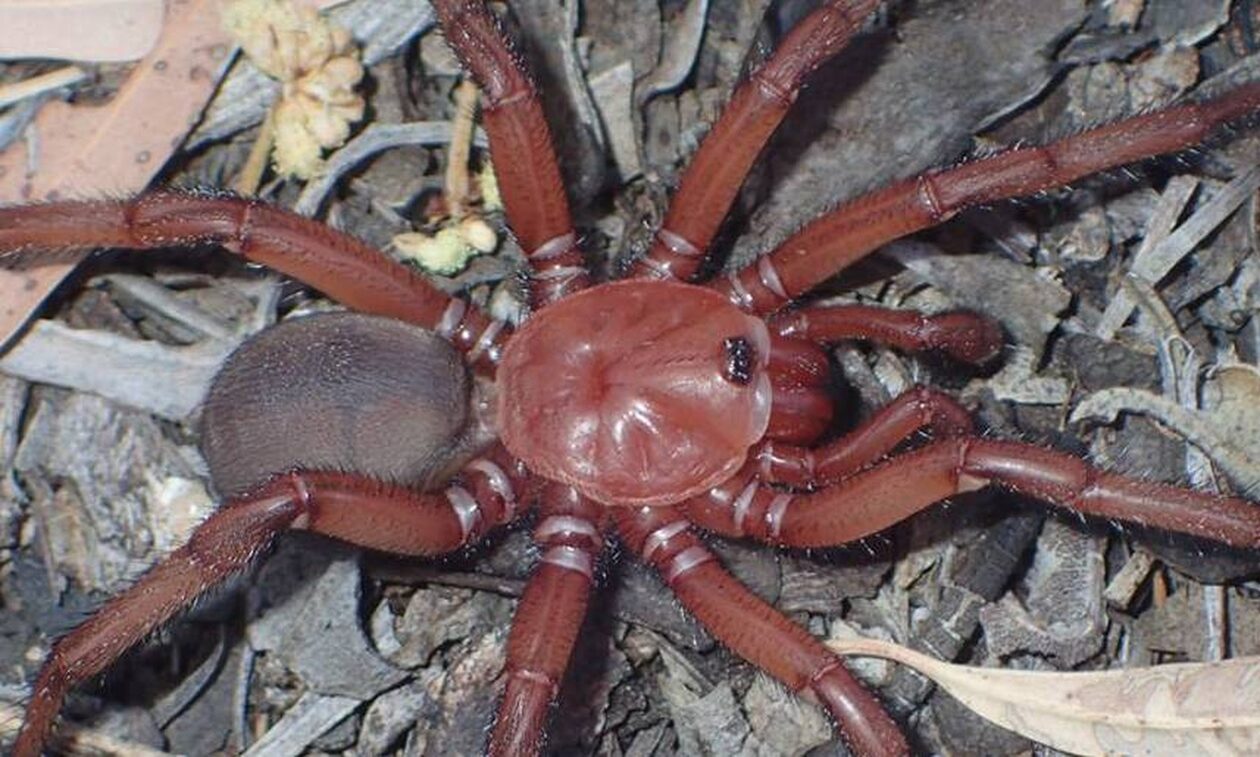 Αυστραλία: Ανακαλύφθηκε νέα γιγαντιαία αράχνη - Ζει πολλά χρόνια και χτίζει λαγούμια