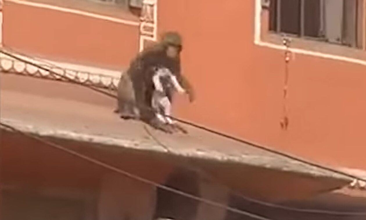 Μαϊμού «απήγαγε» σκύλο και… εξαφανίστηκε (video)