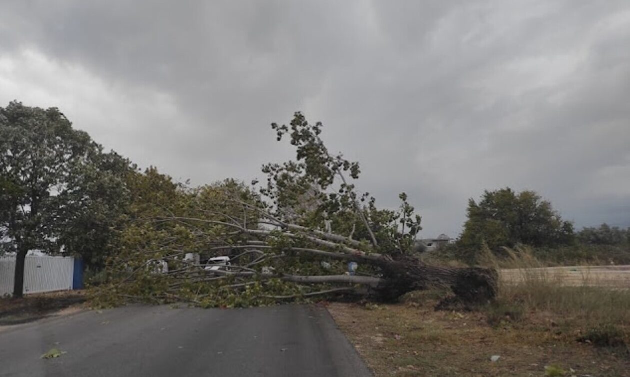 Λάρισα: Λαχτάρησαν οι οδηγοί - Ο ισχυρός άνεμος γκρέμισε δέντρο - Ο δρόμος «κόπηκε» στα δύο