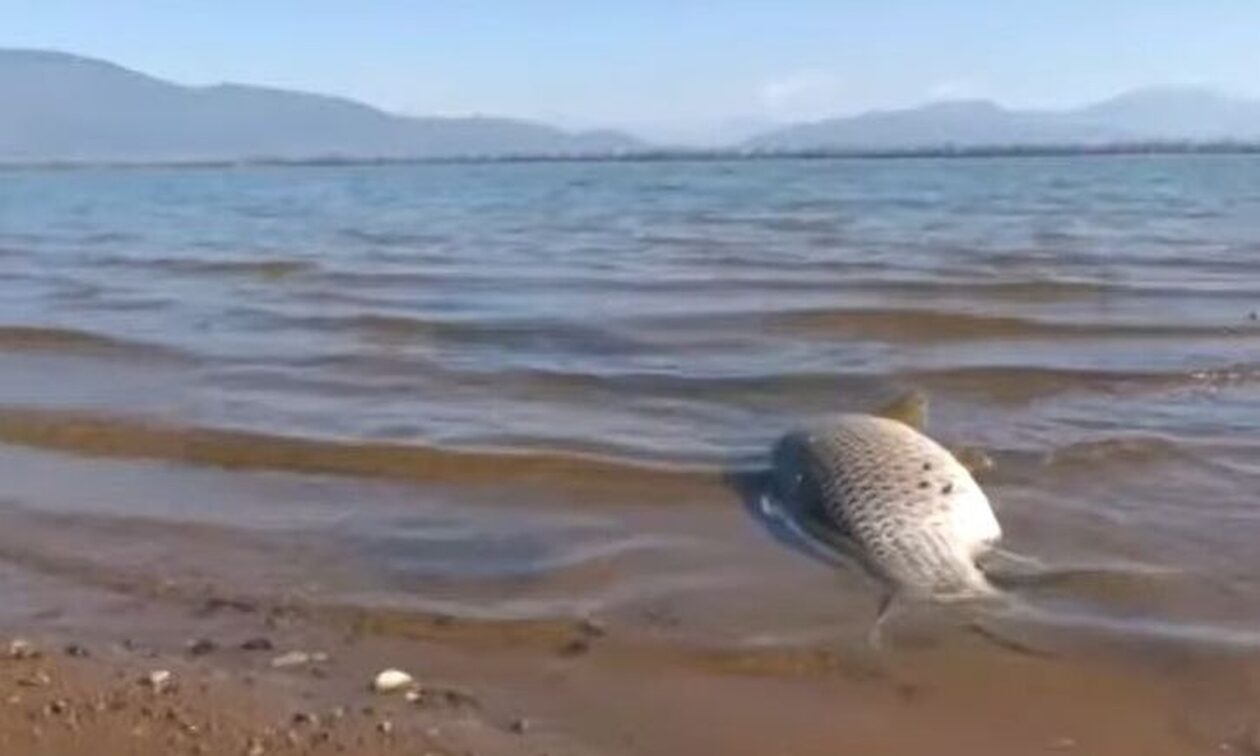 Λίμνη Κερκίνη: Ξεβράστηκαν εκατοντάδες νεκρά ψάρια