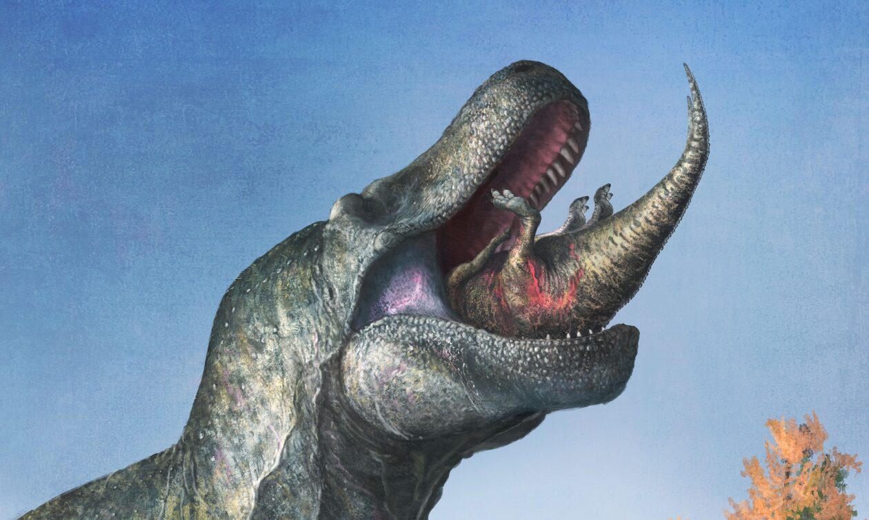Νέες αποκαλύψεις για τα δόντια του Τυραννόσαυρου Ρεξ