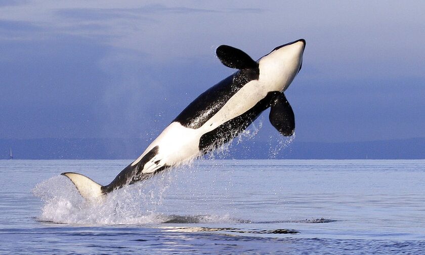 Eλευθερώνεται η γηραιότερη φάλαινα δολοφόνος στον κόσμο