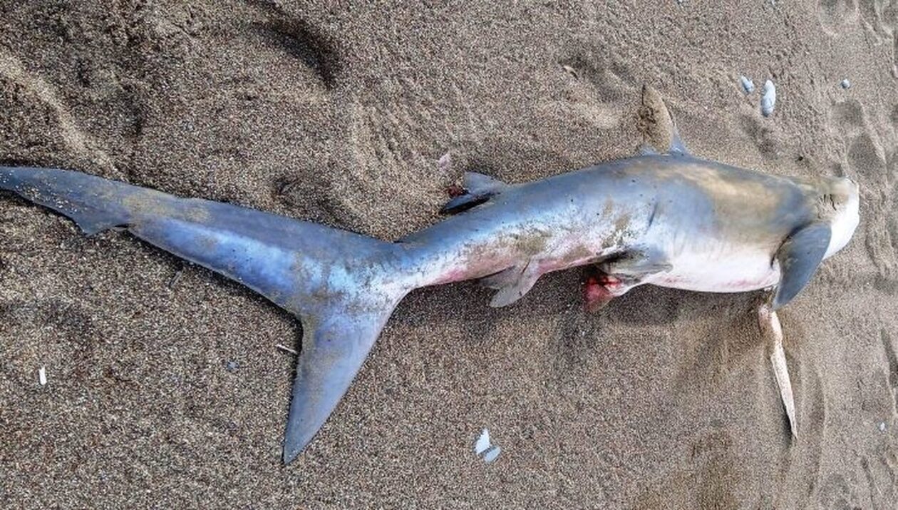 Χανιά: Μεγάλος καρχαρίας ξεβράστηκε σε παραλία της Κισάμου - Δείτε εικόνες