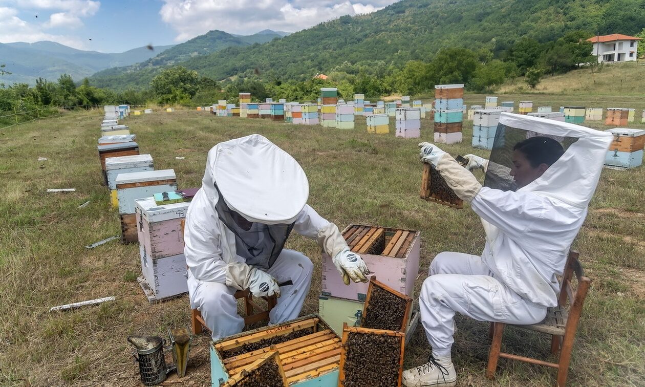 ΔΥΠΑ: Νέο πρόγραμμα κατάρτισης ανέργων στη μελισσοκομία
