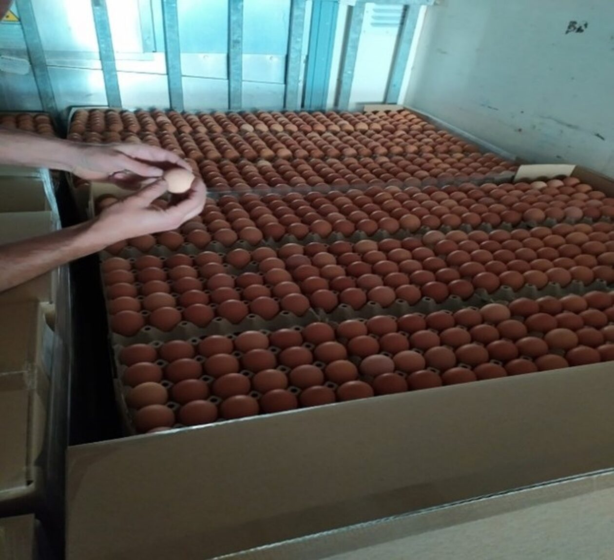 ΣΔΟΕ: «Μπλόκο» σε 302.400 αυγά Βουλγαρίας