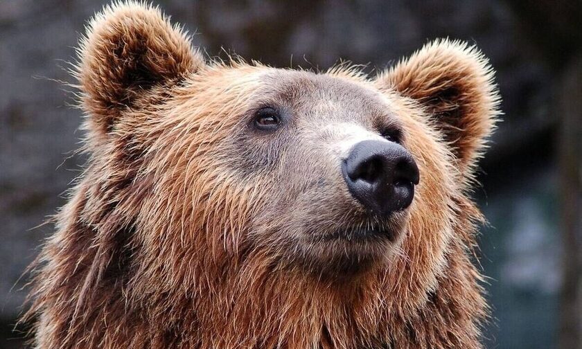 Τραγικό συμβάν στην Ιταλία: Αρκούδα σκότωσε 26χρονο που έκανε τζόκινγκ