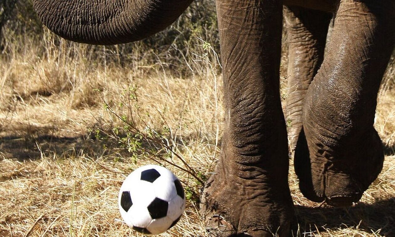 Ινδία: Viral ελέφαντας που παίζει μπάλα - Τον φωνάζουν «Μέσι»