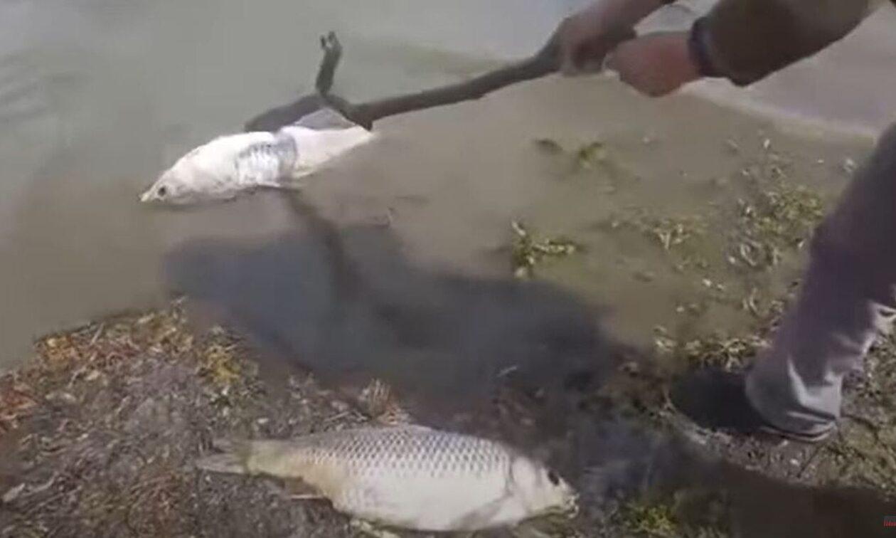 Λίμνη Κερκίνη: Μεγάλη περιβαλλοντική καταστροφή, ξεβράζονται νεκρά ψάρια