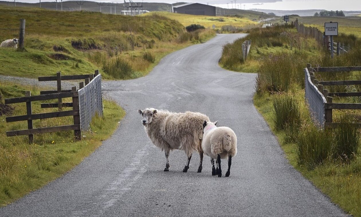 Κρήτη: Χειροπέδες σε βοσκό - Άφησε τα πρόβατα για βοσκή και βγήκαν στο δρόμο