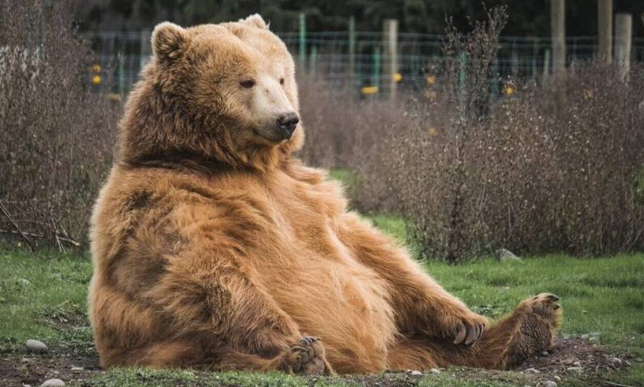 Ιταλία: Εξετάζει την μετεγκατάσταση των αρκούδων του Τρεντίνο μετά την φονική επίθεση σε 26χρονο