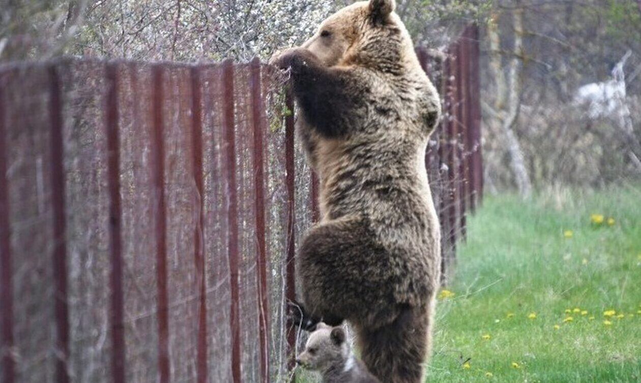 Το καταφύγιο αρκούδας στην Μπελίτσα ανοίγει ξανά τις πύλες του