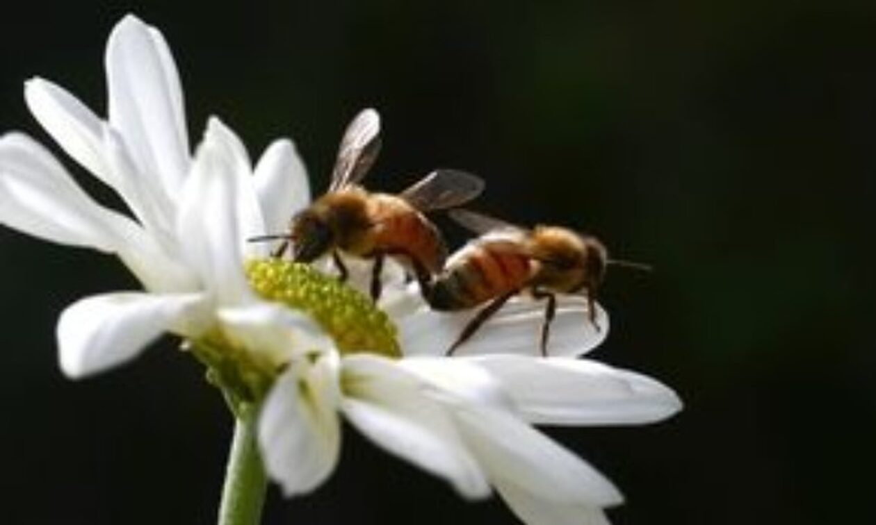 Οι μέλισσες μπορούν να βοηθήσουν στην παρακολούθηση των ανθρώπινων ασθενειών