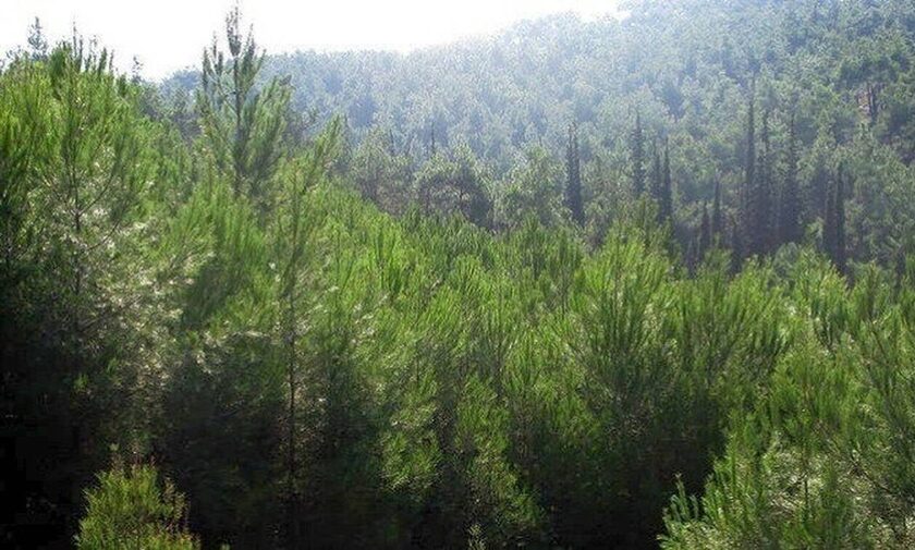 Τα ορεινά δάση χάνονται με επιταχυνόμενους ρυθμούς