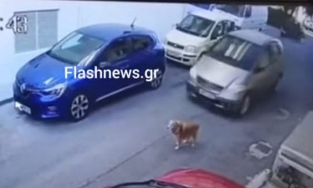 Ηράκλειο: Πάσχα στα κρατητήρια θα κάνει η γυναίκα που πάτησε σκύλο με το αυτοκίνητο