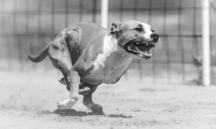 Κτηνωδία στον Ασπρόπυργο - Σκυλιά κατασπάραξαν 68χρονη