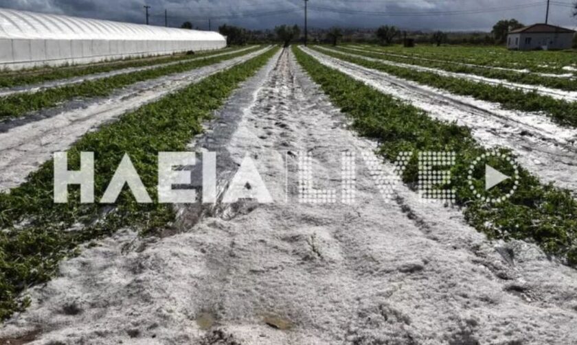 Σφοδρή χαλαζόπτωση στην Ηλεία - Καταστράφηκαν καλλιέργειες - Σε απόγνωση οι αγρότες