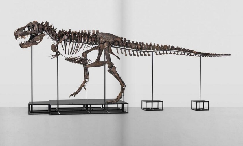 Σκελετός Τυραννόσαυρου Ρεξ «έπιασε» τα 5,6 εκατ. ευρώ σε δημοπρασία