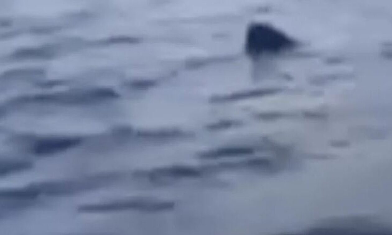 Γύθειο: Μεγάλος καρχαρίας έκανε κύκλους γύρω από μία βάρκα - Βίντεο ντοκουμέντο