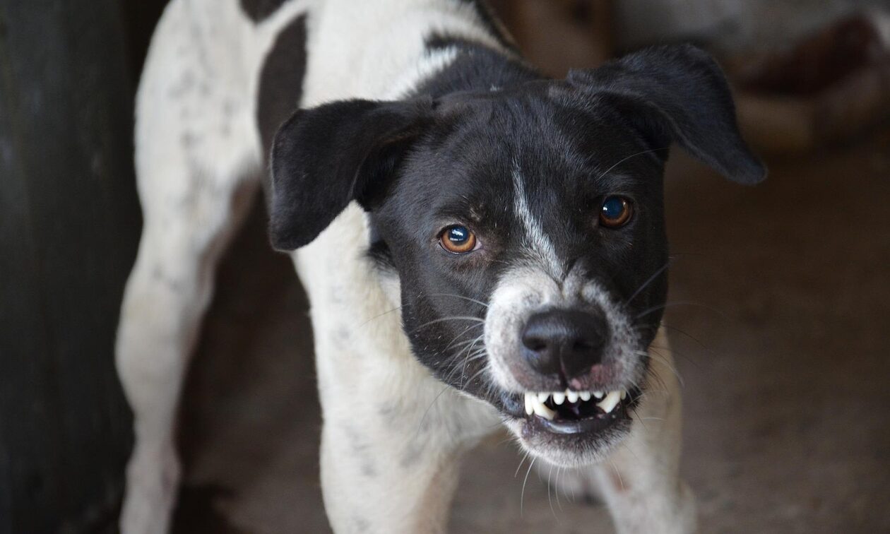 Κρήτη: Αγέλη σκυλιών κατασπάραξε κουνέλια - Στο νοσοκομείο σοκαρισμένος ο κτηνοτρόφος