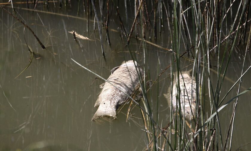 Θεσσαλία: Η λειψυδρία αφήνει «σημάδια» στη λίμνη Κάρλα - Ξεβράστηκαν νεκρά ψάρια