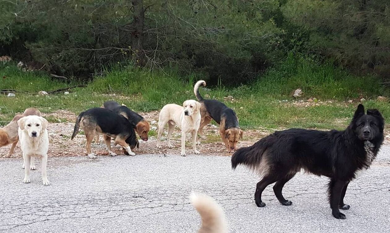 Βόλος: Στιγμές τρόμου για γυναίκα που δέχθηκε επίθεση από αγέλη σκύλων σε πάρκο