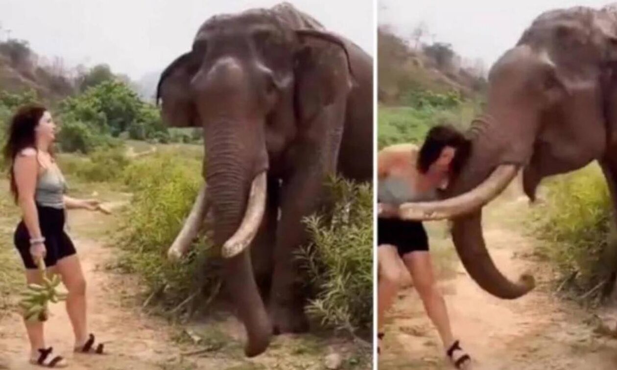 Ινδία: Πεινασμένος ελέφαντας πέταξε στο έδαφος τουρίστρια που του έδωσε μπανάνα