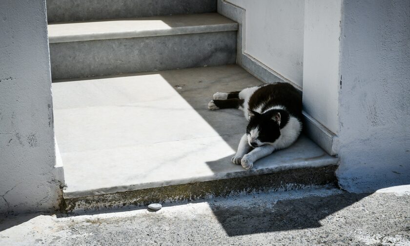 Ύδρα: Αδιανόητο περιστατικό κακοποίησης ζώου - 55χρονος πέταξε γάτα από ταράτσα
