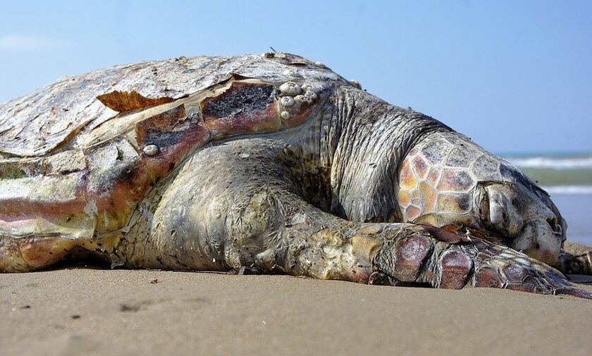 Φρίκη στην Νάξο: Έσφαξαν θαλάσσια χελώνα – Δύτες τη βρήκαν νεκρή στον βυθό