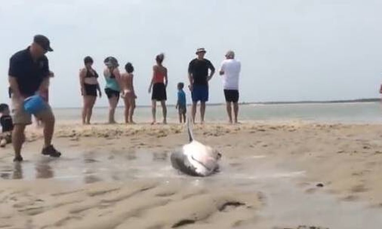 ΗΠΑ: Λευκός καρχαρίας βγήκε σε παραλία κυνηγώντας γλάρο - Τον έσωσαν οι λουόμενοι