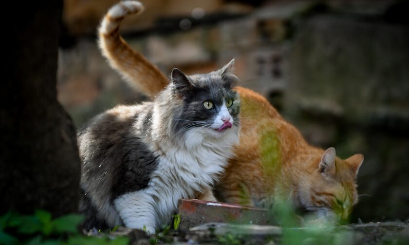 Κτηνωδία στη Λάρισα: Έριξαν φόλες σε γάτες και περιστέρια