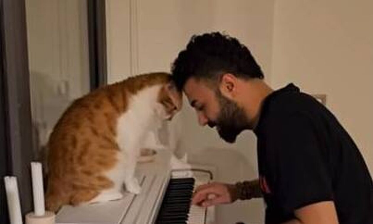 Κωνσταντινούπολη: O Tούρκος πιανίστας που λατρεύουν οι 19 γάτες του - Ο φιλόμουσος γάτος Φέβζι