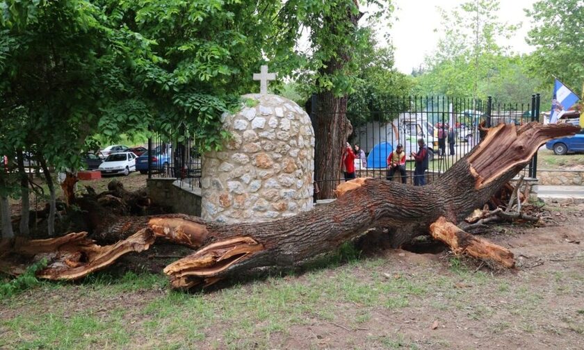 Λάρισα: Ξεριζώθηκε το περιβόητο δέντρο που έσταζε… αίμα