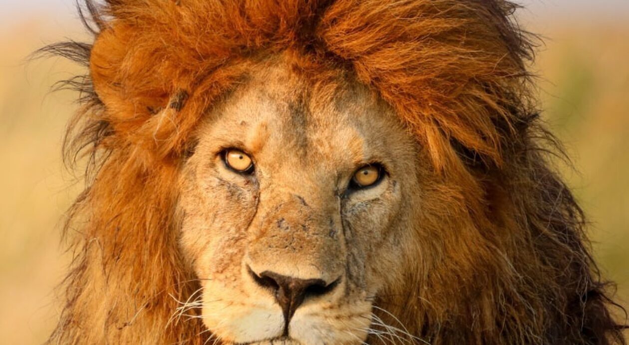 Άδοξο τέλος για το γηραιότερο λιοντάρι της Κένυας - Το σκότωσαν οι Μασάι