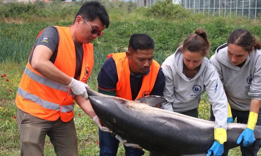 Σάμος: Νεκρό δελφίνι ξεβράστηκε στις ακτές του νησιού - Είχε ακρωτηριαστεί η ουρά του