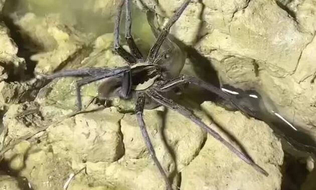 Γιγάντια αράχνη πιάνει και τρώει… ψάρι – Το βίντεο που έγινε viral