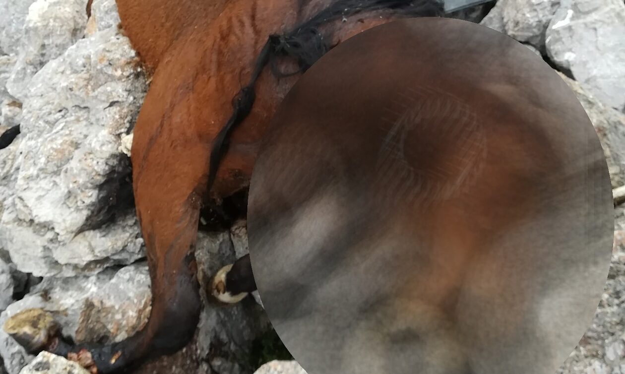 Πάρνηθα: Βρέθηκαν νεκρά άλογα σε γκρεμό - Σκληρές εικόνες